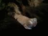 IMG0110A.thumb.jpg.2e74e2d321b17816ea39a6ece390e4fb.jpg