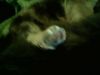 IMG0111A.thumb.jpg.80f661da2f0e816c178065c0b853cd8a.jpg