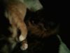IMG0116A.thumb.jpg.522ba20179a0aae6b07b439aa4c43dcc.jpg