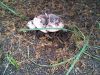 IMG0123A.thumb.jpg.cd1edc304e83f15067428a4f812f285b.jpg
