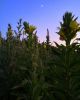 IMG_20200627_214413_659.thumb.jpg.958d4fd39b71734ca6a231f30b934d7b.jpg