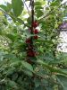 IMG_20200708_123959.thumb.jpg.1c9d7ea2bddc622c82e7c93547b3bbe6.jpg