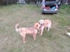 IMG_20200711_204251.thumb.jpg.a9321482ee42855806755418acac7ee6.jpg