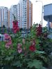 IMG_20200712_194627.thumb.jpg.760076e4b5f18ce2b9e153636fb87b3a.jpg