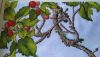 IMG_20200717_075553.thumb.jpg.5c7a8652f99453f7e93842cd1b328e6a.jpg