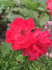 IMG_20200728_193627.thumb.jpg.7f406a992b76a341d74346a2b37d3931.jpg