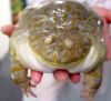 unnamed.thumb.jpg.431166dd8649a23eaa09cc7fa8fe67f7.jpg