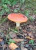 20200805_155426.thumb.jpg.f7524fe107d6e1a36fe87d9f7eac71d4.jpg