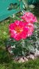 20200808_145400.thumb.jpg.09f7c6d31d3555f89ac22c47a79e9698.jpg