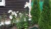 20200808_145547.thumb.jpg.b2a85844a93b0cbf7a45f08c346d9617.jpg