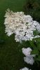 20200808_150017.thumb.jpg.eda210a939ac0c73b087a5849273d77c.jpg