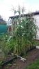 20200808_150233.thumb.jpg.2dbc6e20b451cb4c7fe8f1719c6a4eef.jpg