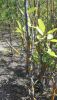 20200809_134348.thumb.jpg.dbc8be58cfba074ad83f6b592361e456.jpg