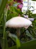 20200816_174032.thumb.jpg.ffacb191358bf30172676f9f7d7a3eea.jpg