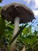 20200816_174104.thumb.jpg.57af20c14c3ea481e55c1f5a6ad18585.jpg