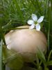 20200816_175110.thumb.jpg.cd0830f94d0c86315da4b1a4a0390b56.jpg