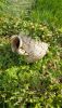 20200822_152329.thumb.jpg.19e331e09820f4aa71cb61fe96722363.jpg