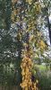 20200824_174536.thumb.jpg.1ac4cbf237b78e8789a96caadb354636.jpg