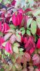 20200824_182522.thumb.jpg.ae8e8b0832d4f441f3672ed0a0ee5b31.jpg