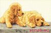 Dimensions 35309, Golden Retriever Puppies