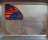 Butterfly11-2.JPG.a19e8d5269db0b98acdef7ab3519c5d9.JPG.thumb.jpg.04426d7de65efcee417708b48b679977.jpg