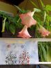 DSC02328.JPG