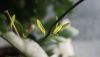 DSC09526.thumb.JPG.7490b9cfd9e44b93a4c47dd0999b8e32.JPG