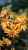 DSC_3219.thumb.JPG.68ba7eb9ee5c45cae541cda950e4e83a.JPG