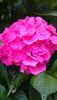 DSC_3222.thumb.JPG.75093f4a4d282a245de6677375410ac0.JPG