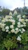 DSC_3229.thumb.JPG.6b6f6f2f962ac6485174a2d0ca76fa5e.JPG