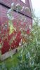 DSC_3230.thumb.JPG.91a561ec57d8347e0596b1af23de0ba0.JPG