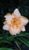 DSC_3234.thumb.JPG.1057fe788f1ef05f984f09d97bc69226.JPG