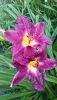 DSC_3238.thumb.JPG.3a00d4e71e8419cd319cf01c1c3720bf.JPG
