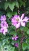 DSC_3239.thumb.JPG.f73d0f69b4375297f7df6c2f79c170f4.JPG