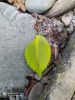 IMG-20200731-WA0007.thumb.jpg.cd8021ae557e6bf80cee33b1a3bacfbb.jpg