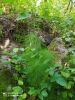 IMG-20200731-WA0032.thumb.jpg.097b79430a4f6caba1b29e1e05f89f84.jpg