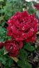 IMG-20200801-WA0042.thumb.jpg.07de384c8445a8128d9982d949cd3dd2.jpg