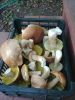 IMG-20200823-WA0063.thumb.jpg.4bf78cda73fda831ca924b91c1a8780a.jpg