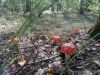 IMG-20200823-WA0068.thumb.jpg.001b2b25089c72bbe2c8d5bc6fa01432.jpg