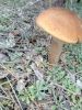 IMG-93c7dfcbb962446e521c027d135348c9-V.thumb.jpg.78ee059b05d3f1862c09cd6e842141a5.jpg