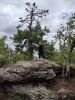 IMG_20200802_155324.thumb.jpg.789f069b9bb73e8d254c7d013a62424d.jpg