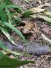 IMG_20200803_082349.thumb.jpg.b3813c7d0a053762e2f83c5c893c35d3.jpg