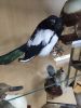 IMG_20200803_122851.thumb.jpg.208cfbd984baa34d406c44a447fe0a14.jpg