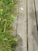 IMG_20200803_142628.thumb.jpg.cc2346a7c3c172dce0ae95345cb7baf2.jpg