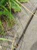 IMG_20200803_142639.thumb.jpg.43f697b2b0ad6e9f1d8448347bca1b71.jpg