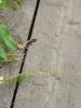 IMG_20200803_142708.thumb.jpg.e90b2cb34cdb7431a787f9ae38bb937a.jpg