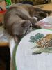 IMG_20200808_180921.thumb.jpg.7afc5a10663d717e6be959eb2cc7e30b.jpg
