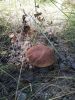 IMG_20200823_122503.thumb.jpg.4506af4315af4bd05e1276eaf25537b7.jpg