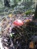 IMG_20200823_123845.thumb.jpg.9f85f9eef8973eea56139d693e4d142a.jpg