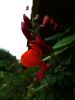 P1000299.thumb.JPG.9eee74fa0ae5e3e8eb6aa2d7ea8c7b34.JPG